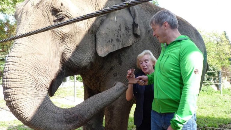 Tierpark Walding - „Tierpate“ Michael&nbsp;Huemer mit Elefantendame Bimbi
